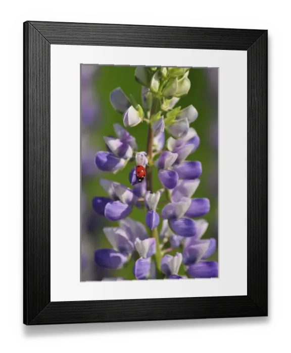 Framed Print : USA, Oregon. Ladybug on lupine flower. Credit as: Steve Terrill / Jaynes Gallery / DanitaDelimont Framed Print : USA, Oregon. Ladybug on lupine flower. Credit as: Steve Terrill / Jaynes Gallery / DanitaDelimont