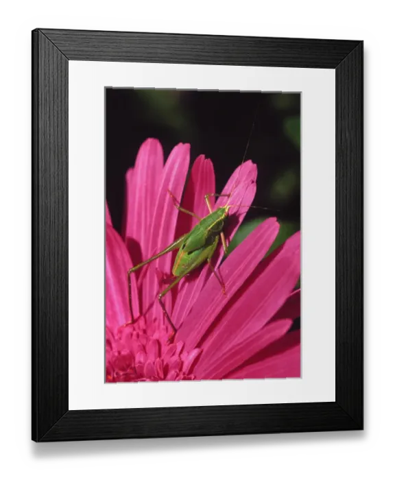 Framed Print : USA, Oregon, Portland. Fork-tailed bush katydid on gerbera flower
