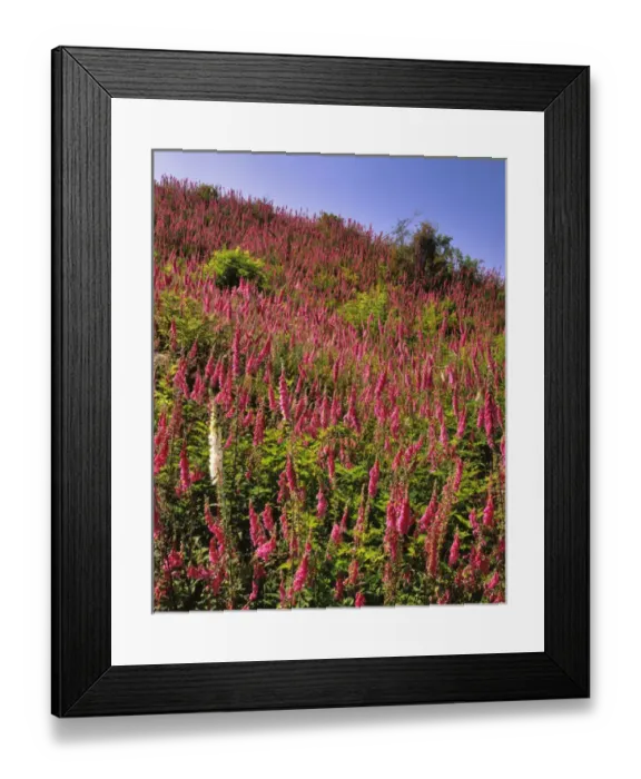 Framed Print : USA, Oregon, USA, Oregon. Hillside of foxglove in Clatsop County Framed Print : USA, Oregon, USA, Oregon. Hillside of foxglove in Clatsop County