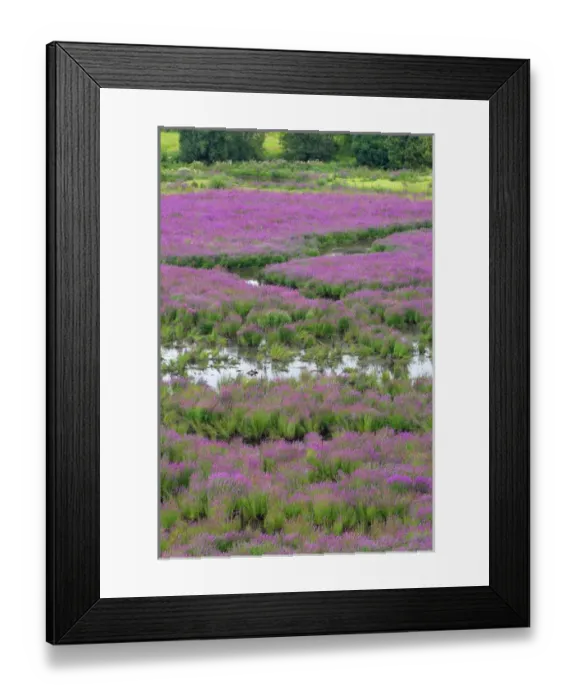 Framed Print : USA, Oregon, Oaks Bottom. Purple loosestrife flowers in marsh Framed Print : USA, Oregon, Oaks Bottom. Purple loosestrife flowers in marsh