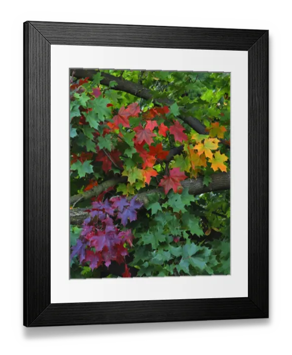 Framed Print : USA, Oregon, Portland. Sugar maple tree scenic