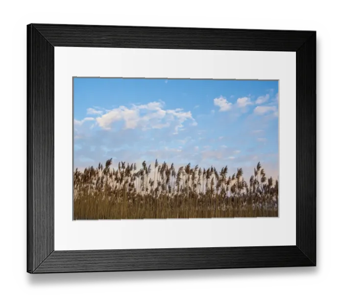 Framed Print : Phragmites and clouds at sunrise, Rye Harbor State Park, Rye, New Hampshire Framed Print : Phragmites and clouds at sunrise, Rye Harbor State Park, Rye, New Hampshire