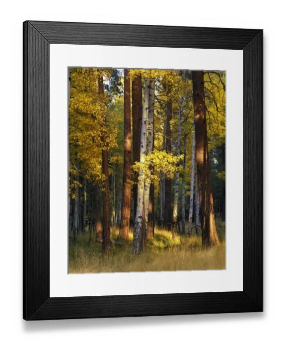 Framed Print : USA, Oregon, Deschutes National Forest. Aspen and ponderosa trees in autumn. Credit as Framed Print : USA, Oregon, Deschutes National Forest. Aspen and ponderosa trees in autumn. Credit as