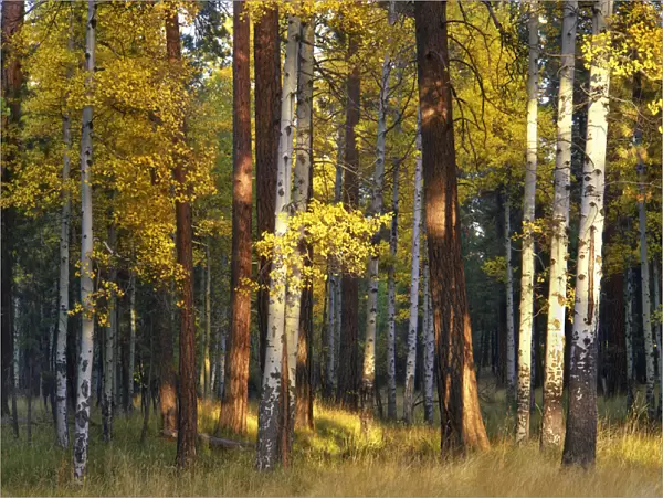 USA, Oregon, Deschutes National Forest. Aspen and ponderosa trees in autumn. Credit as