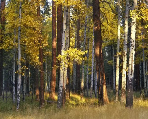 USA, Oregon, Deschutes National Forest. Aspen and ponderosa trees in autumn. Credit as