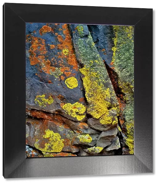 USA, Oregon, Deschutes National Forest. Lichen- covered basalt rock