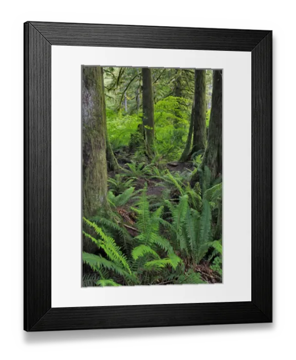 Framed Print : USA, Oregon. Forest scenic. Credit as: Steve Terrill / Jaynes Gallery / DanitaDelimont Framed Print : USA, Oregon. Forest scenic. Credit as: Steve Terrill / Jaynes Gallery / DanitaDelimont