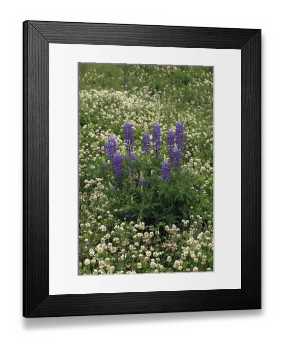 Framed Print : USA, Oregon. Lupine and clover in field. Credit as: Steve Terrill  /  Jaynes Gallery  /  DanitaDelimont