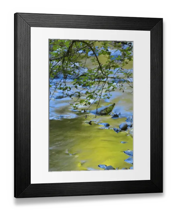 Framed Print : USA, Oregon. Alder tree over South Fork Wilson River Framed Print : USA, Oregon. Alder tree over South Fork Wilson River