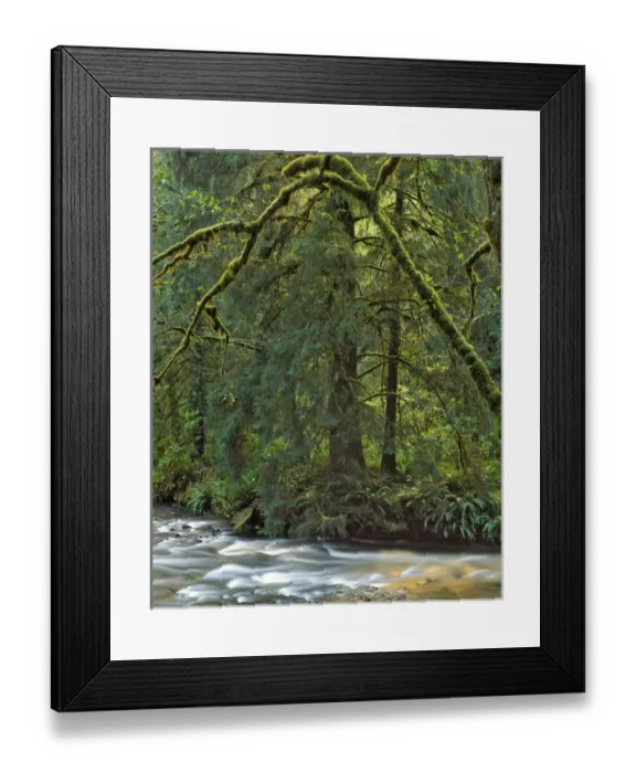 Framed Print : USA, Oregon, Wilson River. River scenic. Credit as: Steve Terrill / Jaynes Gallery / DanitaDelimont Framed Print : USA, Oregon, Wilson River. River scenic. Credit as: Steve Terrill / Jaynes Gallery / DanitaDelimont