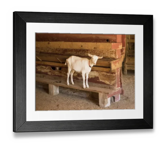 Framed Print : North Carolina, Flat Rock, Carl Sandburg Home, National Historic Site, Connemara Farms Framed Print : North Carolina, Flat Rock, Carl Sandburg Home, National Historic Site, Connemara Farms