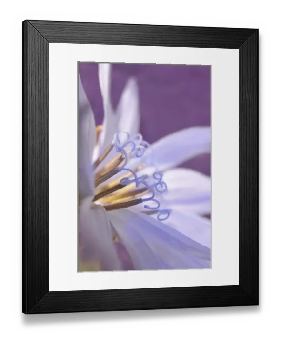 Framed Print : USA, Oregon, Portland. Close-up of chicory wildflower Framed Print : USA, Oregon, Portland. Close-up of chicory wildflower