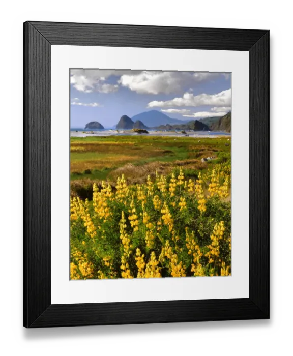 Framed Print : USA, Oregon, Ophir. Landscape of yellow lupine and ocean beach Framed Print : USA, Oregon, Ophir. Landscape of yellow lupine and ocean beach