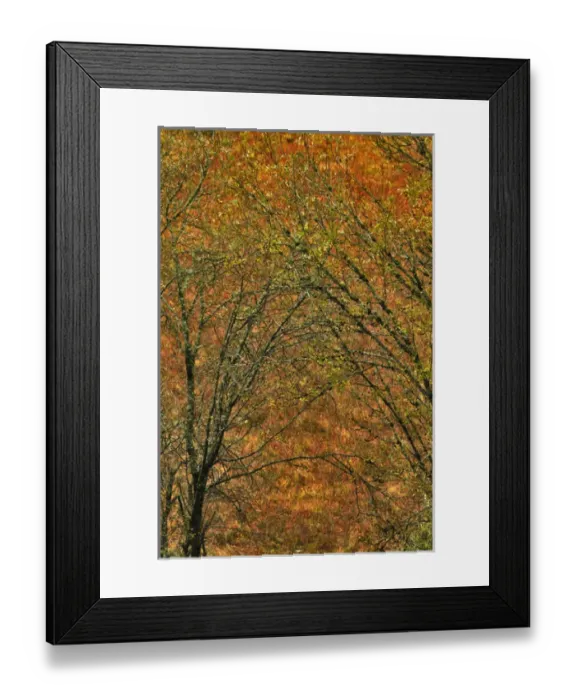 Framed Print : USA, Oregon, Portland. Moss-covered trees against field of grasses Framed Print : USA, Oregon, Portland. Moss-covered trees against field of grasses