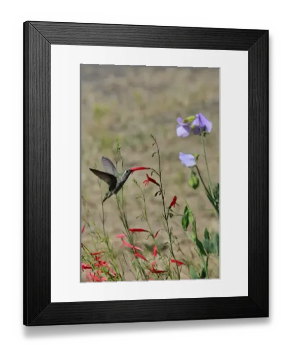 Framed Print : USA, Oregon, USA, Oregon, Portland. Hummingbird feeding on salvia flower. Credit as Framed Print : USA, Oregon, USA, Oregon, Portland. Hummingbird feeding on salvia flower. Credit as