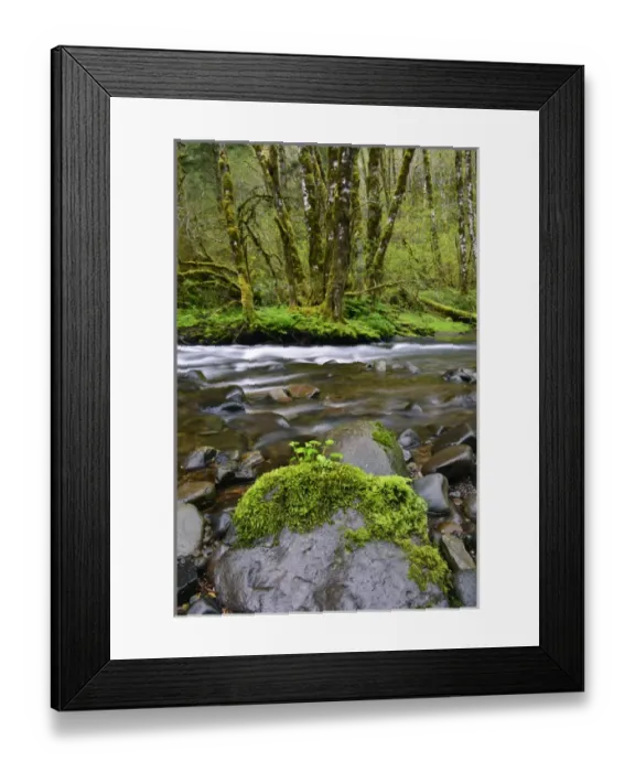 Framed Print : USA, Oregon, Tillamook State Forest. Scenic of Wilson River