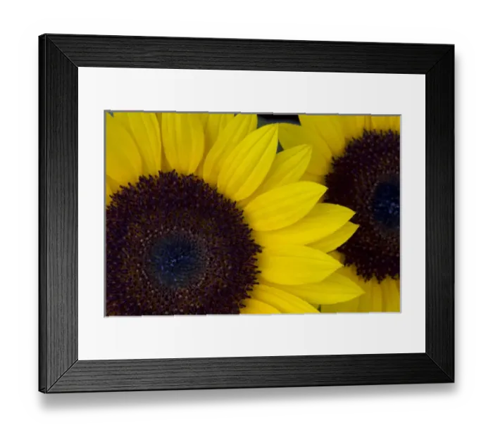Framed Print : USA, Oregon. Dune Sunflowers, close up detail Credit as: Jean Carter / Jaynes Gallery Framed Print : USA, Oregon. Dune Sunflowers, close up detail Credit as: Jean Carter / Jaynes Gallery