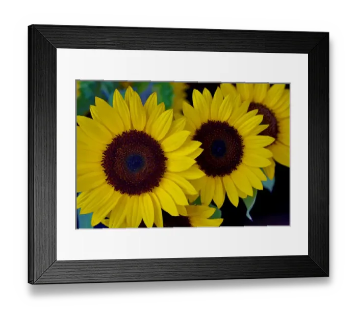 Framed Print : USA, Oregon. Dune Sunflowers Credit as: Jean Carter / Jaynes Gallery / DanitaDelimont Framed Print : USA, Oregon. Dune Sunflowers Credit as: Jean Carter / Jaynes Gallery / DanitaDelimont