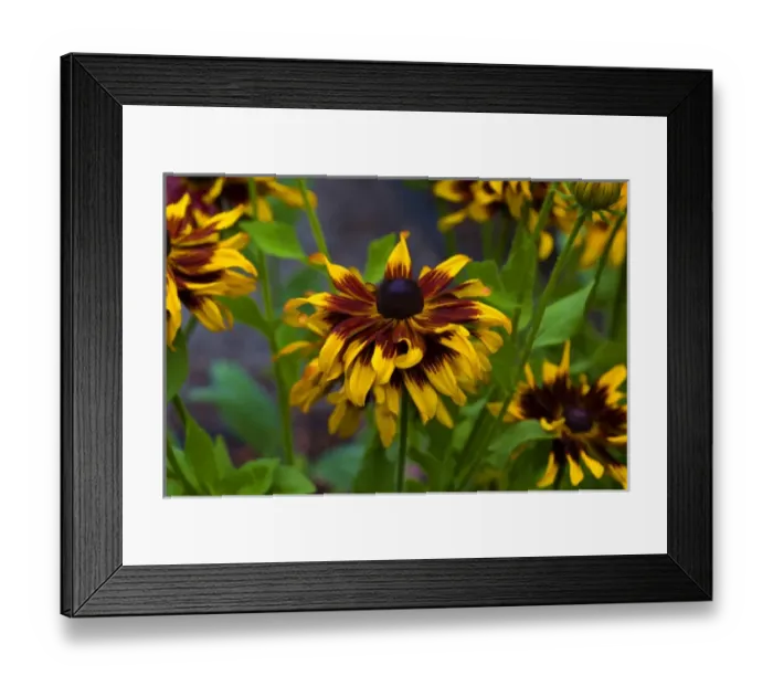 Framed Print : USA, Oregon. Rudbeckia hirta Cherokee Sunset Credit as: Jean Carter / Jaynes Framed Print : USA, Oregon. Rudbeckia hirta Cherokee Sunset Credit as: Jean Carter / Jaynes