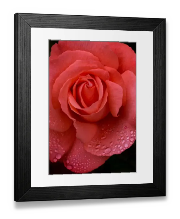 Framed Print : USA, Oregon. Orange Rose with Rain Drops. Credit as: Jean Carter / Jaynes Gallery / DanitaDelimont Framed Print : USA, Oregon. Orange Rose with Rain Drops. Credit as: Jean Carter / Jaynes Gallery / DanitaDelimont