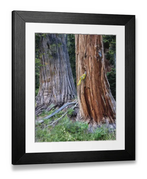 Framed Print : USA, Oregon, Rogue-Umpqua Divide Wilderness Framed Print : USA, Oregon, Rogue-Umpqua Divide Wilderness