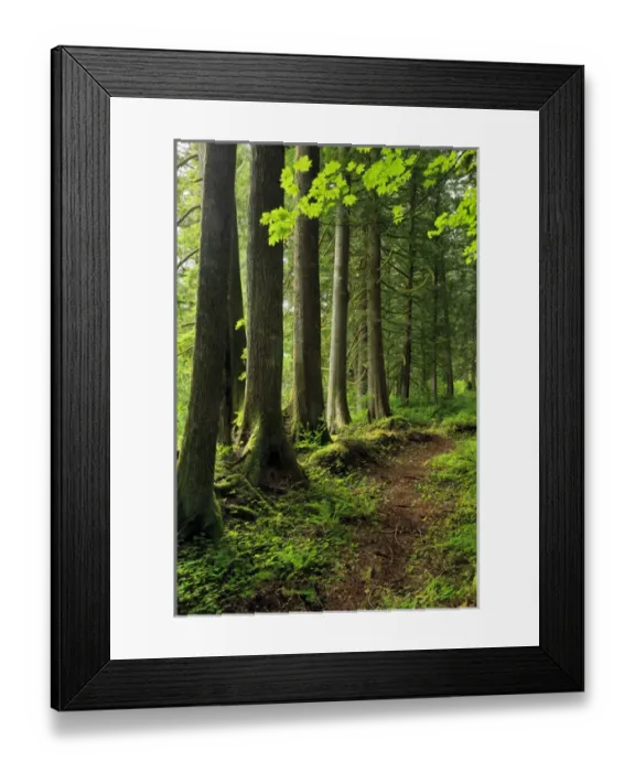Framed Print : USA, Oregon. Forest trail scenic. Credit as: Steve Terrill  /  Jaynes Gallery  /  DanitaDelimont