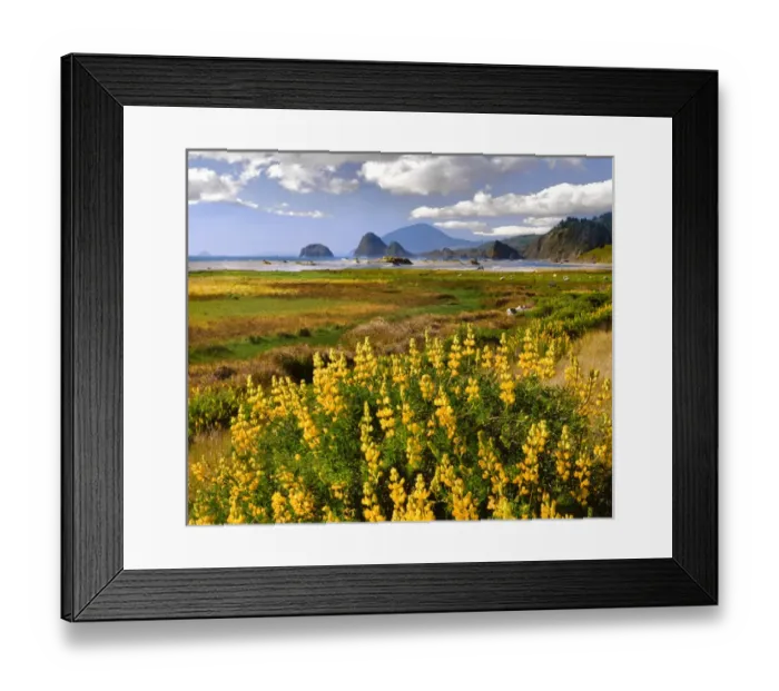 Framed Print : USA, Oregon. Landscape of yellow lupine and ocean beach Framed Print : USA, Oregon. Landscape of yellow lupine and ocean beach
