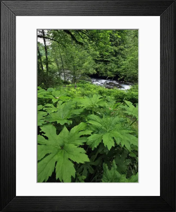 Framed Print : USA, Oregon. Scenic of Little Sandy River and ferns Framed Print : USA, Oregon. Scenic of Little Sandy River and ferns