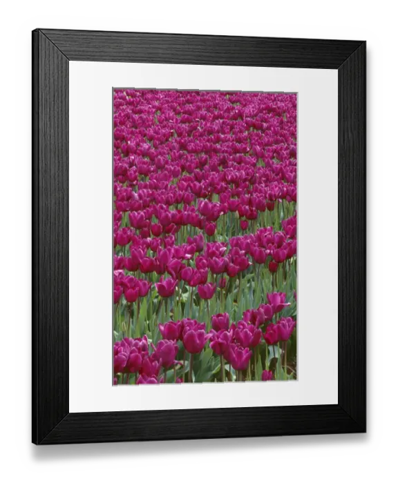 Framed Print : USA, Oregon, Willamette Valley, Field of purple tulips display spring bloom Framed Print : USA, Oregon, Willamette Valley, Field of purple tulips display spring bloom