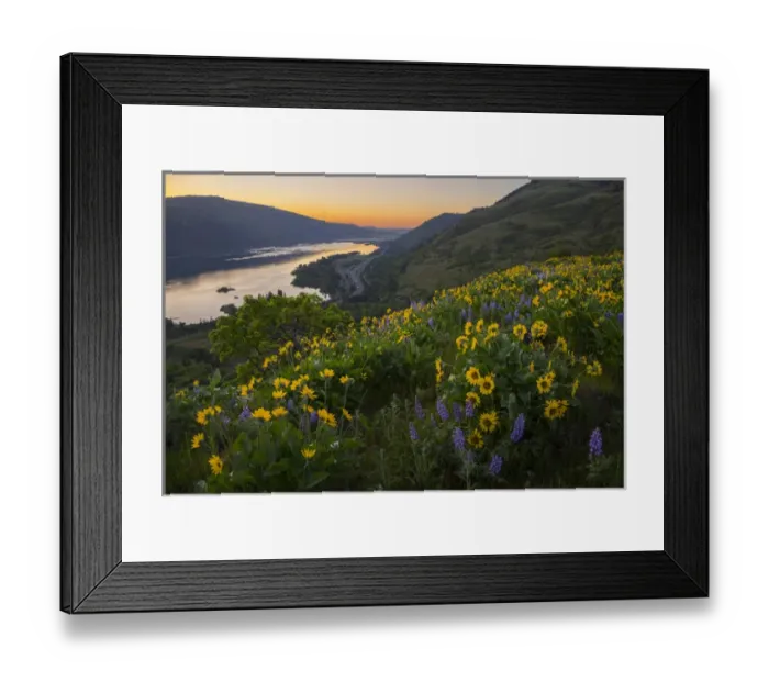 Framed Print : USA, Oregon. Lupine and arrowleaf balsamroot wildflowers at Rowena Plateau, overlooking I-84
