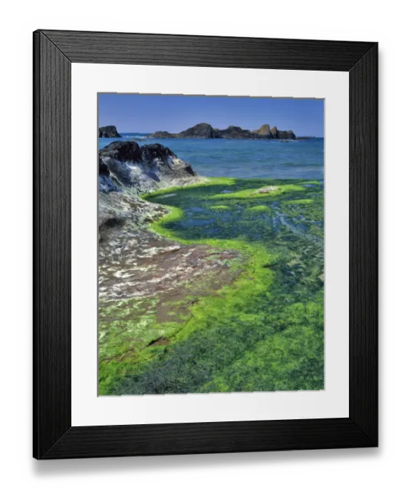 Framed Print : USA, Oregon. Rock formations and algae at Seal Rock Framed Print : USA, Oregon. Rock formations and algae at Seal Rock