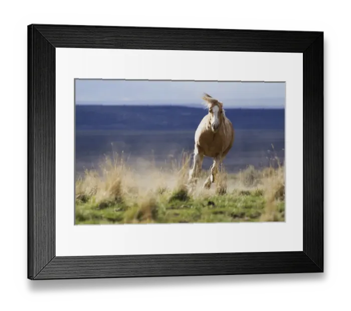 Framed Print : Wild Horse Running. Steens Mountains, Oregon