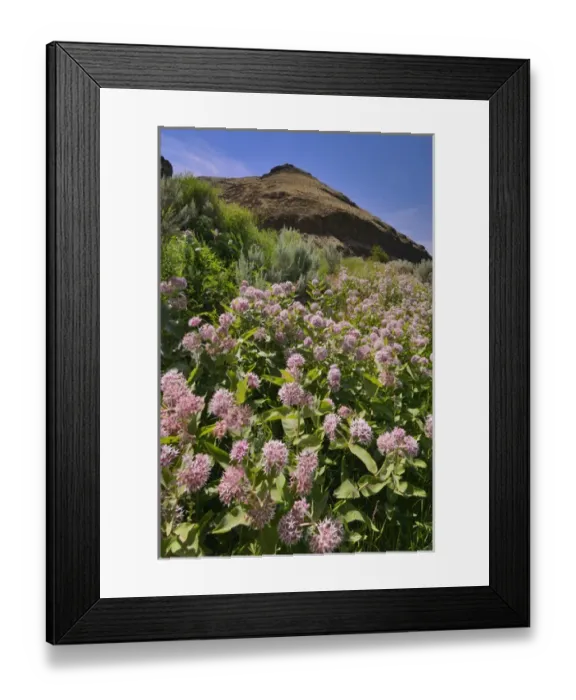 Framed Print : USA, Oregon. Milkweed and cliff. Credit as: Steve Terrill / Jaynes Gallery / DanitaDelimont Framed Print : USA, Oregon. Milkweed and cliff. Credit as: Steve Terrill / Jaynes Gallery / DanitaDelimont