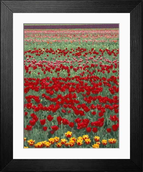 Framed Print : USA, Oregon, Willamette Valley, Field of colorful tulips display spring bloom