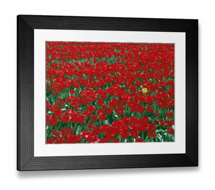 Framed Print : USA, Oregon, Willamette Valley, Lone yellow tulip stands out among field of red tulips