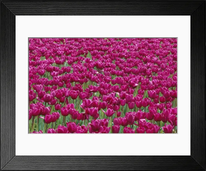 Framed Print : USA, Oregon, Willamette Valley, Field of purple tulips display spring bloom