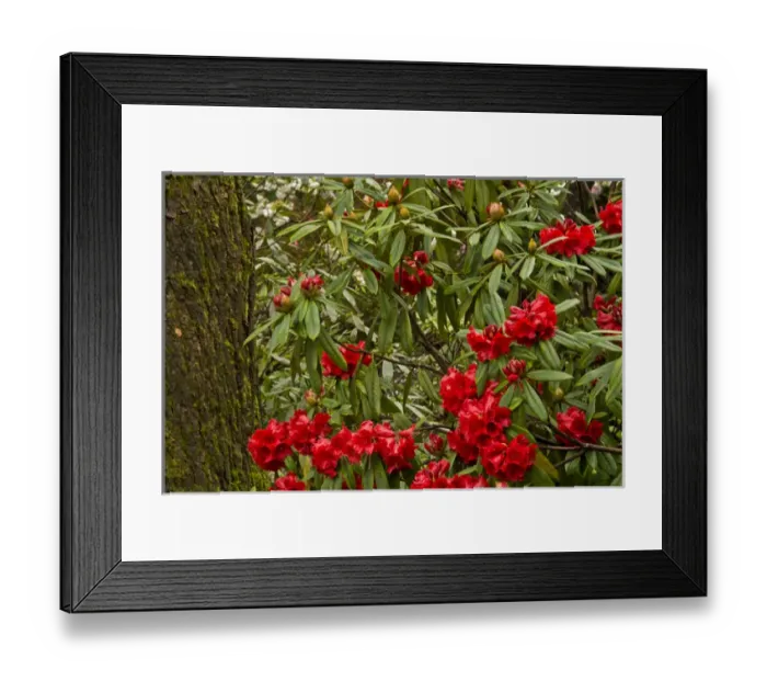 Framed Print : Close up; Rhododendrons; Crystal Springs Rhododendron Garden; Portland; Oregon; USA Framed Print : Close up; Rhododendrons; Crystal Springs Rhododendron Garden; Portland; Oregon; USA