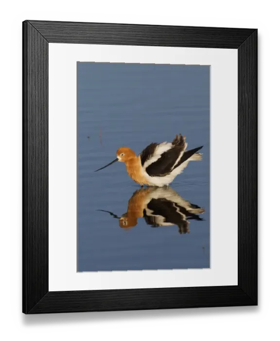 Framed Print : American Avocet