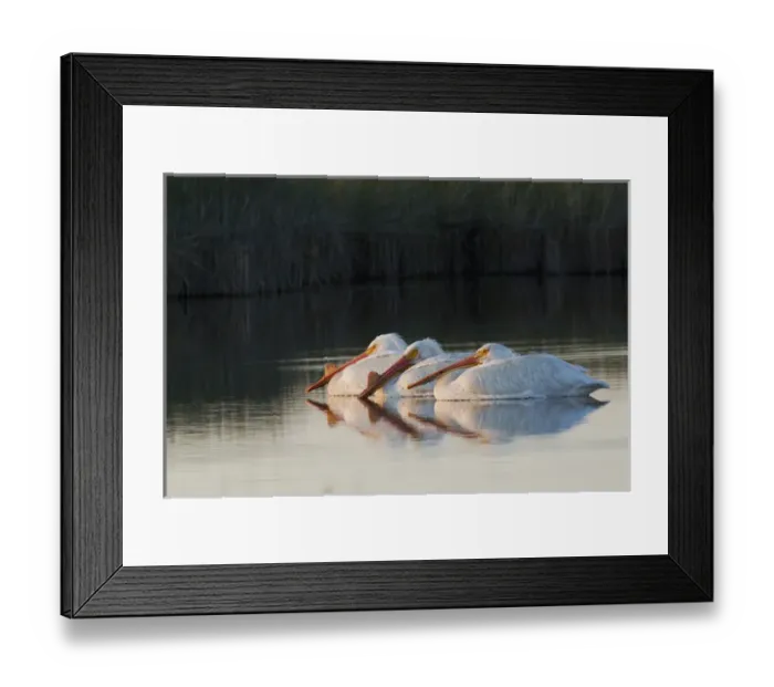 Framed Print : American White Pelicans