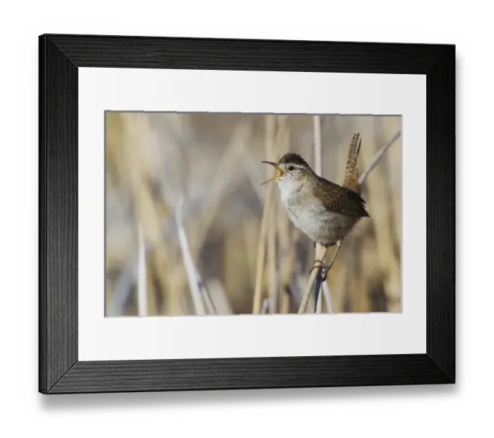 Framed Print : Marsh Wren Singing Framed Print : Marsh Wren Singing
