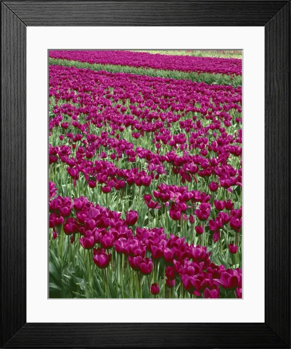 Framed Print : USA; Oregon; Willamette Valley; Field of purple tulips display spring bloom Framed Print : USA; Oregon; Willamette Valley; Field of purple tulips display spring bloom