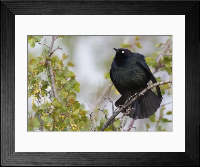 Framed Print : Brewers Blackbird Displaying