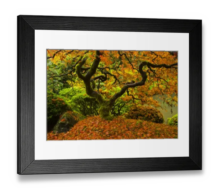 Framed Print : Japanese Maple; Portland Japanese Garden; fallen leaves; Autumn; strolling garden; Portland Framed Print : Japanese Maple; Portland Japanese Garden; fallen leaves; Autumn; strolling garden; Portland