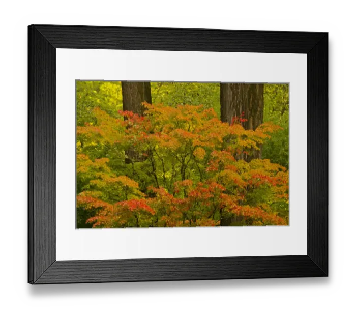 Framed Print : Autumn; strolling garden; Portalnd Japanese Garden; Portland; Oregon; USA Framed Print : Autumn; strolling garden; Portalnd Japanese Garden; Portland; Oregon; USA