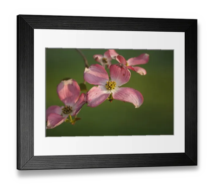 Framed Print : USA, Oregon, Keizer, flowering Dogwood in neighborhood Framed Print : USA, Oregon, Keizer, flowering Dogwood in neighborhood