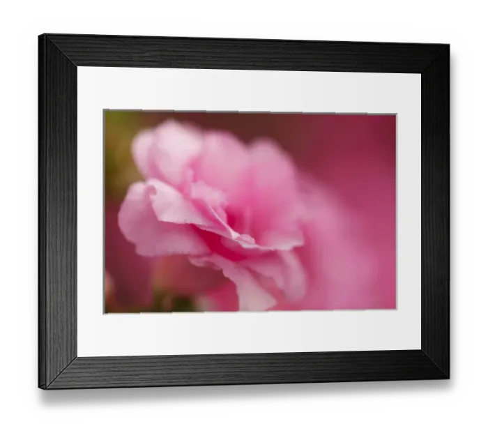 Framed Print : USA, Oregon, Keizer, azalea Framed Print : USA, Oregon, Keizer, azalea