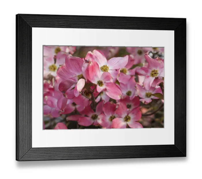 Framed Print : USA, Oregon, Keizer, flowering Dogwood in neighborhood Framed Print : USA, Oregon, Keizer, flowering Dogwood in neighborhood
