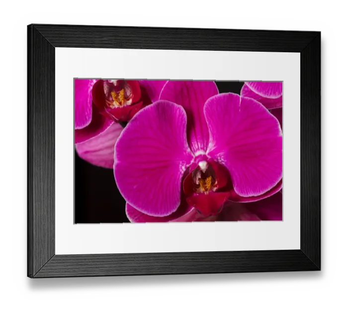 Framed Print : USA, Oregon, Keizer, hybrid orchid Framed Print : USA, Oregon, Keizer, hybrid orchid