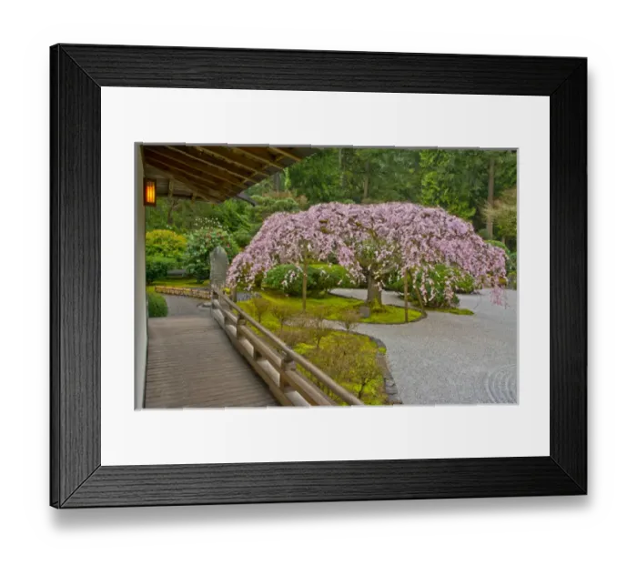 Framed Print : Weeping Cherry, Paviliion, Flat Garden, Portland Japanese Garden, Portland, Oregon, USA