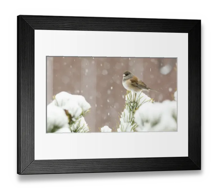 Framed Print : USA, Oregon, Keizer, Dark-eyed Junco, Oregon race, (Junco hyemalis) in snow in backyard